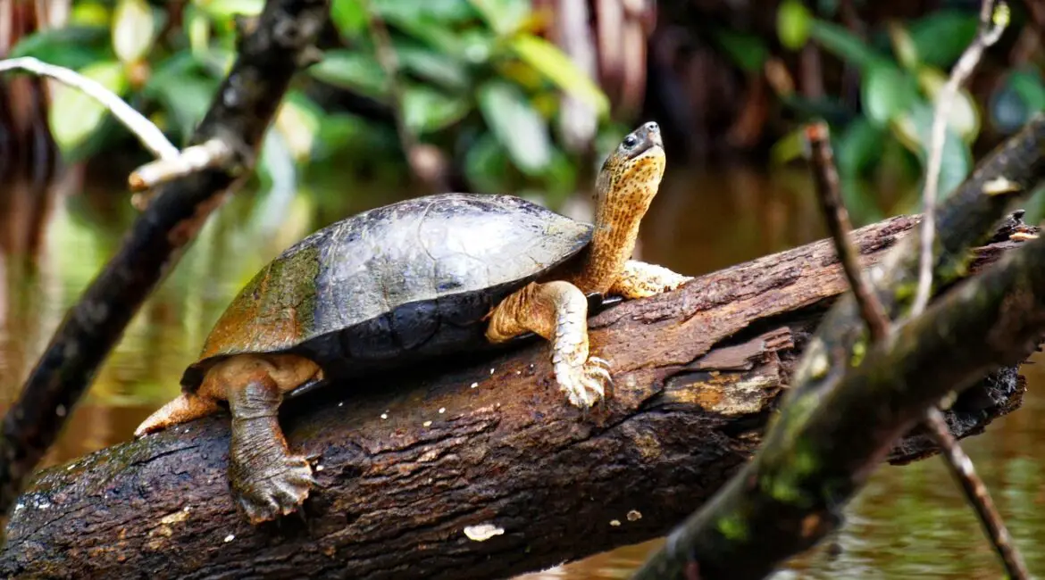 Tortuguero costa rica